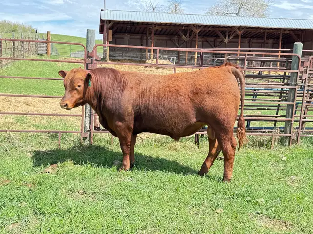 Red Angus Yearlings and 2 Year Old For Sale - Photo 5