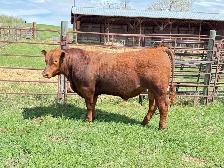 Red Angus Yearlings and 2 Year Old For Sale - Photo 5