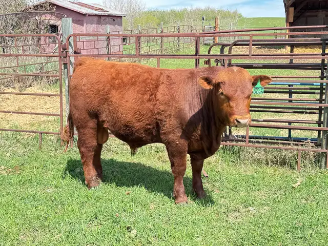 Red Angus Yearlings and 2 Year Old For Sale - Photo 6