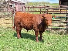 Red Angus Yearlings and 2 Year Old For Sale - Photo 6
