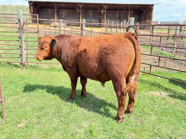 Red Angus Yearlings and 2 Year Old For Sale - Photo 7