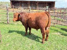 Red Angus Yearlings and 2 Year Old For Sale - Photo 7