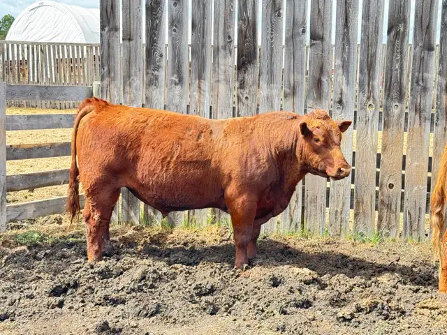 Red Angus Yearlings and 2 Year Old For Sale - Photo 8