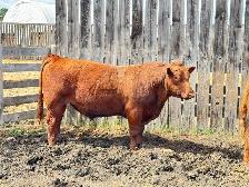 Red Angus Yearlings and 2 Year Old For Sale - Photo 8