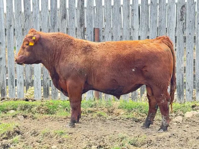 Red Angus Yearlings and 2 Year Old For Sale - Photo 9