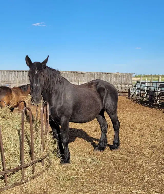 Horses For Sale