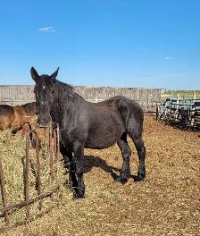 Horses For Sale