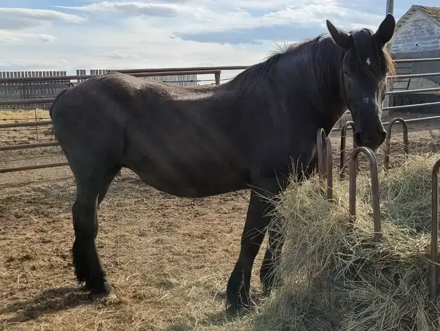Horses For Sale - Photo 2
