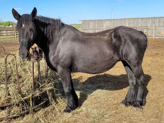 Horses For Sale - Photo 3