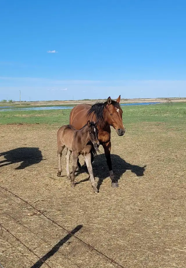 Horses For Sale - Photo 4