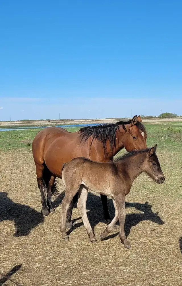Horses For Sale - Photo 5