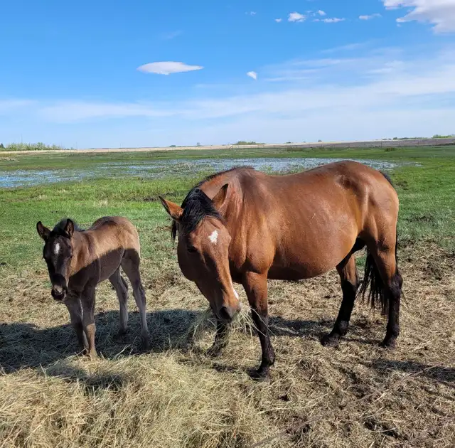 Horses For Sale - Photo 6