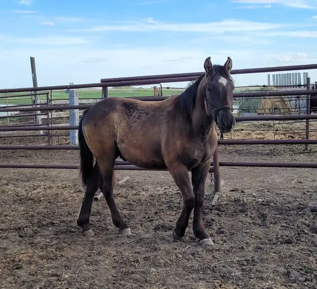 Horses For Sale - Photo 7