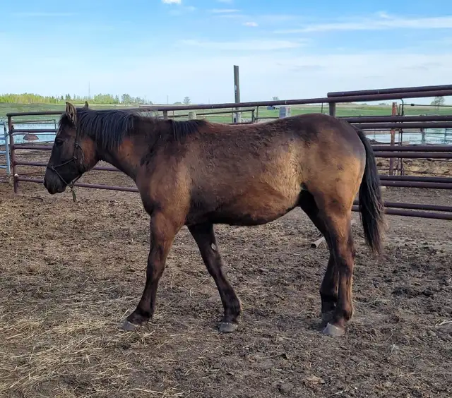 Horses For Sale - Photo 8