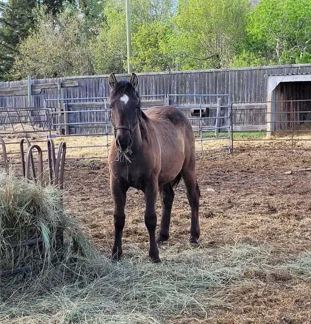 Horses For Sale - Photo 9