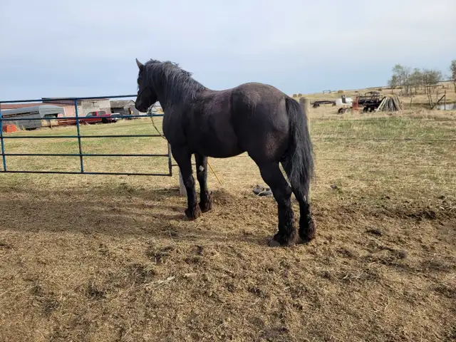 Horses For Sale - Photo 10