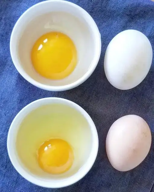 Duck eggs from free range ducks for eating, cooking, and baking. - Photo 2