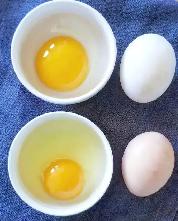 Duck eggs from free range ducks for eating, cooking, and baking. - Photo 2