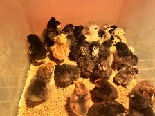 chicks still avail.  week old and 4 week olds - Photo 2