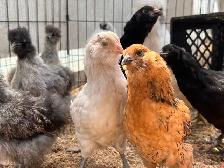 chicks still avail.  week old and 4 week olds - Photo 3