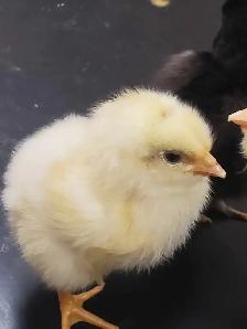chicks still avail.  week old and 4 week olds - Photo 7