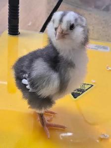 chicks still avail.  week old and 4 week olds - Photo 8