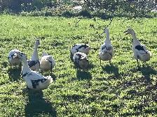 chicks still avail.  week old and 4 week olds - Photo 9