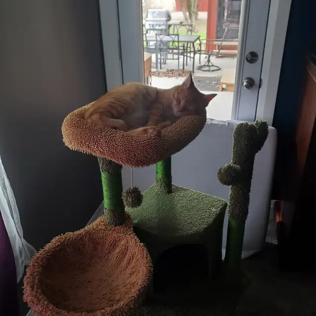 5 MONTH OLD ORANGE TABBY