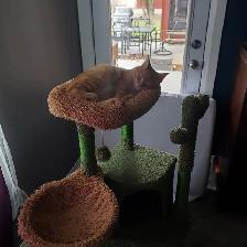 5 MONTH OLD ORANGE TABBY
