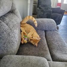 5 MONTH OLD ORANGE TABBY - Photo 2
