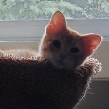 5 MONTH OLD ORANGE TABBY - Photo 3