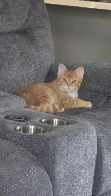 5 MONTH OLD ORANGE TABBY - Photo 4