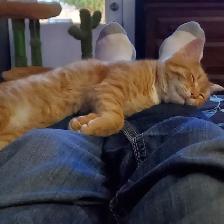 5 MONTH OLD ORANGE TABBY - Photo 5