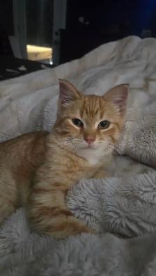 5 MONTH OLD ORANGE TABBY - Photo 6