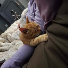 5 MONTH OLD ORANGE TABBY - Photo 7
