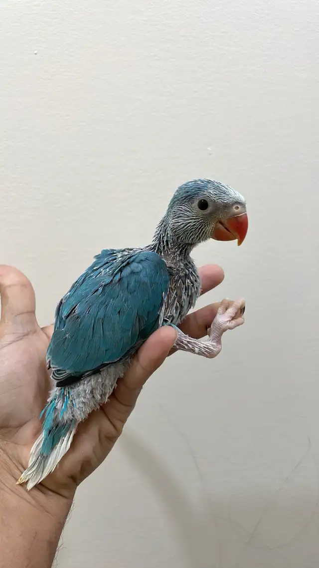 Indian ringneck babies parrot (blue clear tail)