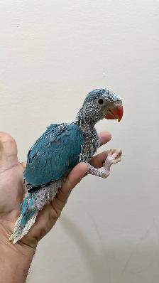 Indian ringneck babies parrot (blue clear tail)