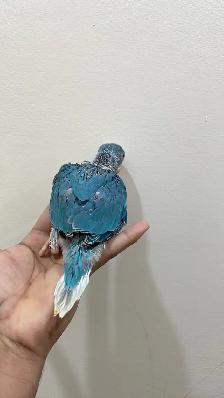 Indian ringneck babies parrot (blue clear tail) - Photo 2