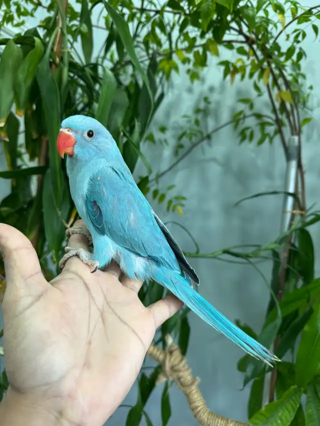 Indian ringneck babies parrot (blue)