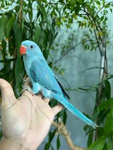 Indian ringneck babies parrot (blue)