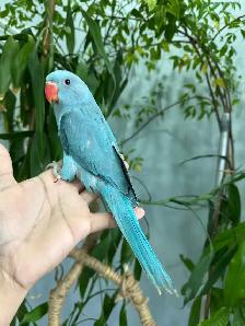 Indian ringneck babies parrot (blue) - Photo 2