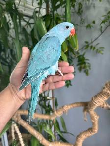 Indian ringneck babies parrot (blue) - Photo 3
