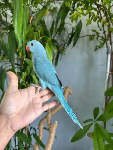 Indian ringneck babies parrot (blue) - Photo 4