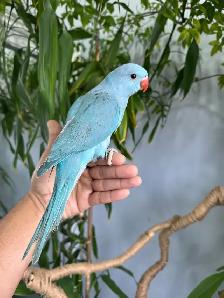 Indian ringneck babies parrot (blue) - Photo 5