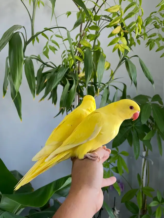 Indian ringneck parrot babies (Yellow/Lutino)