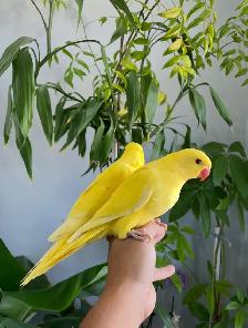 Indian ringneck parrot babies (Yellow/Lutino)