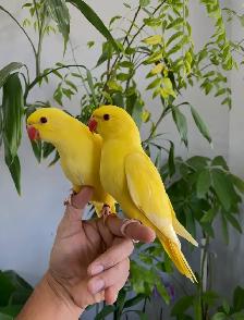 Indian ringneck parrot babies (Yellow/Lutino) - Photo 2