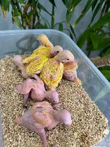Indian ringneck parrot babies (Yellow/Lutino) - Photo 3