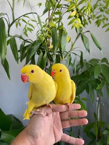 Indian ringneck parrot babies (Yellow/Lutino) - Photo 4