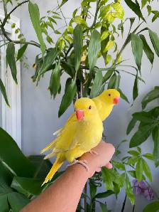 Indian ringneck parrot babies (Yellow/Lutino) - Photo 5